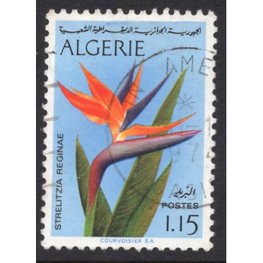 ALGERIA SCOTT 499