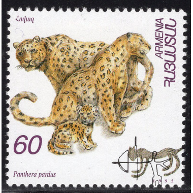 ARMENIA SCOTT 531