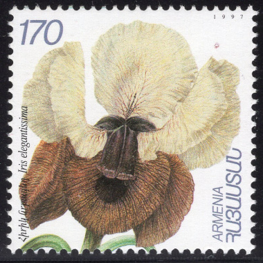 ARMENIA SCOTT 563