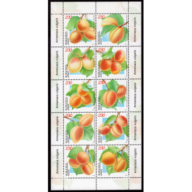 ARMENIA LOT19