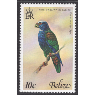 BELIZE SCOTT 398