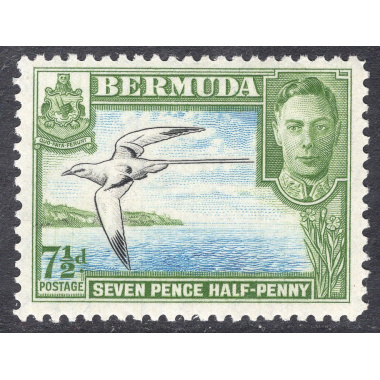 BERMUDA SCOTT 121D