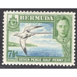 BERMUDA SCOTT 121D