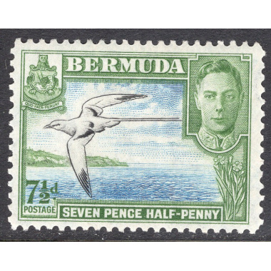 BERMUDA SCOTT 121D