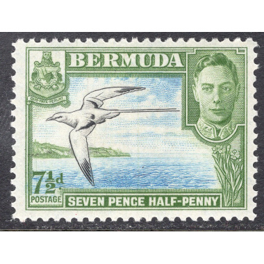 BERMUDA SCOTT 121D
