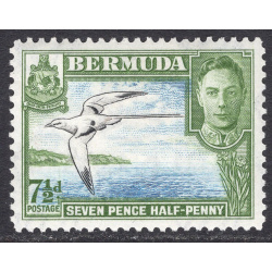 BERMUDA SCOTT 121D