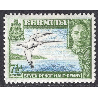 BERMUDA SCOTT 121D