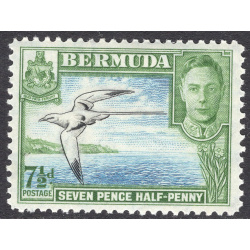 BERMUDA SCOTT 121D