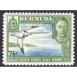 BERMUDA SCOTT 121D