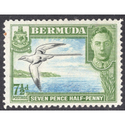 BERMUDA SCOTT 121D