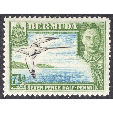 BERMUDA SCOTT 121D