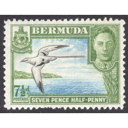 BERMUDA SCOTT 121D