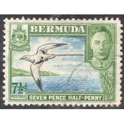 BERMUDA SCOTT 121D