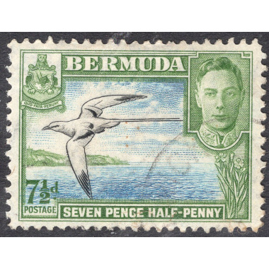 BERMUDA SCOTT 121D