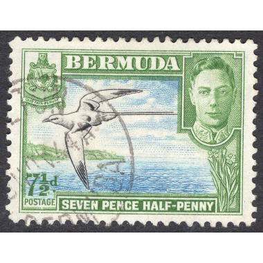 BERMUDA SCOTT 121D