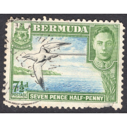 BERMUDA SCOTT 121D
