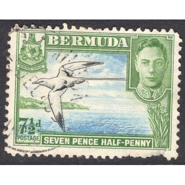 BERMUDA SCOTT 121D