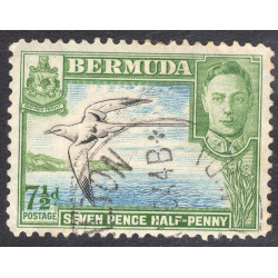 BERMUDA SCOTT 121D