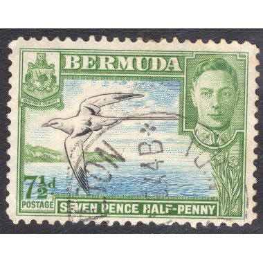 BERMUDA SCOTT 121D