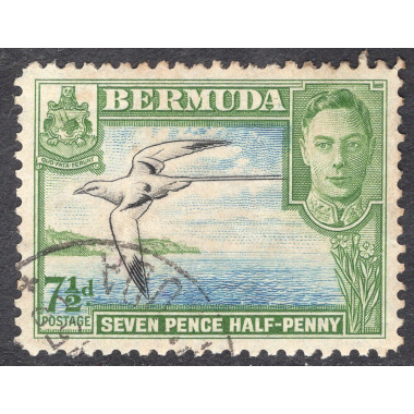 BERMUDA SCOTT 121D