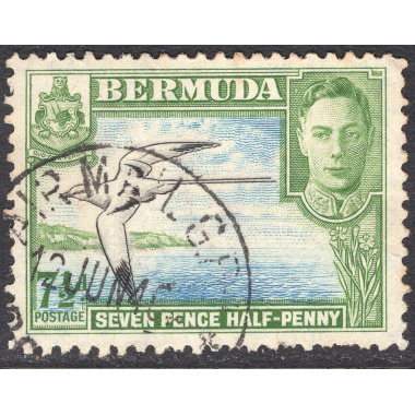 BERMUDA SCOTT 121D