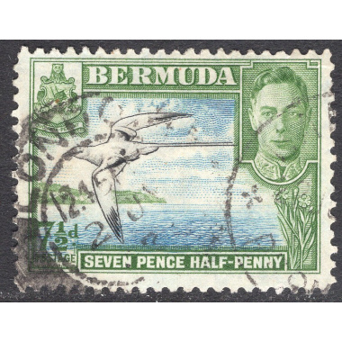 BERMUDA SCOTT 121D