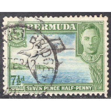 BERMUDA SCOTT 121D
