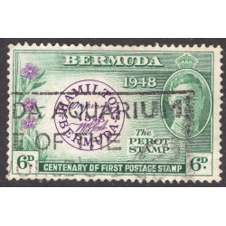 BERMUDA SCOTT 137