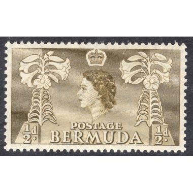 BERMUDA SCOTT 143