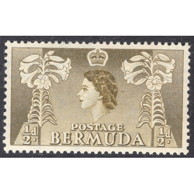 BERMUDA SCOTT 143