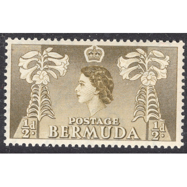BERMUDA SCOTT 143