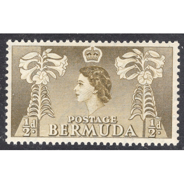 BERMUDA SCOTT 143