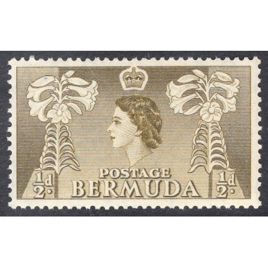 BERMUDA SCOTT 143