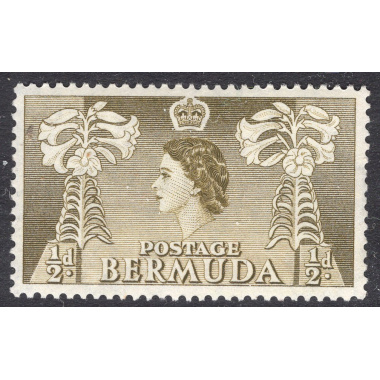 BERMUDA SCOTT 143