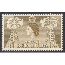 BERMUDA SCOTT 143