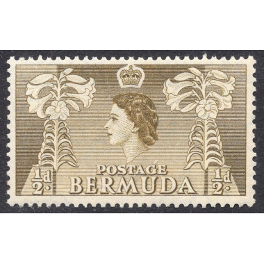 BERMUDA SCOTT 143