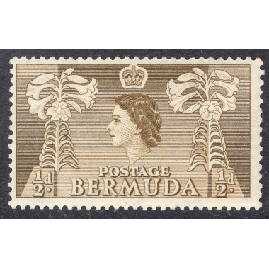 BERMUDA SCOTT 143