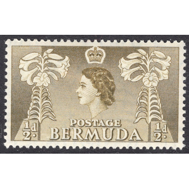 BERMUDA SCOTT 143