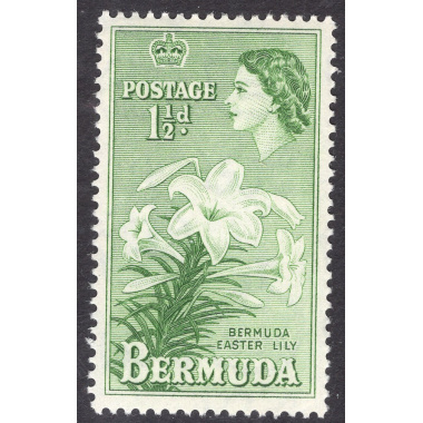 BERMUDA SCOTT 145
