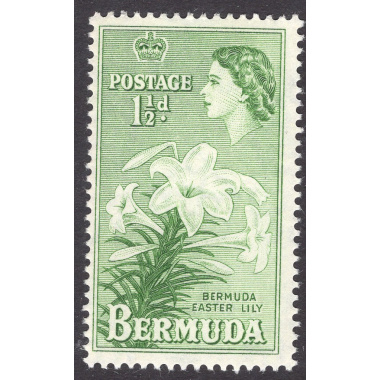 BERMUDA SCOTT 145