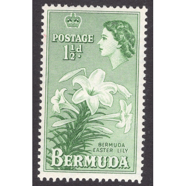 BERMUDA SCOTT 145