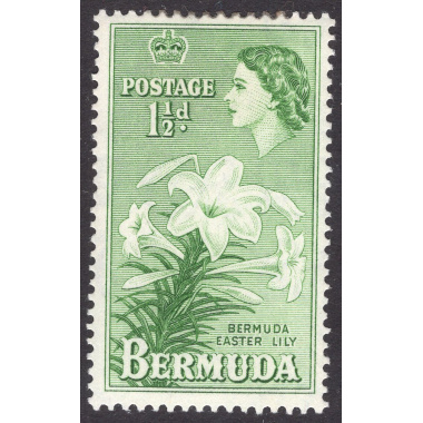 BERMUDA SCOTT 145