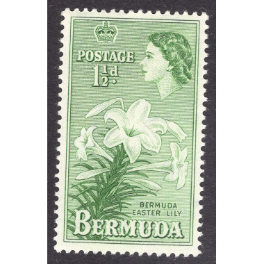 BERMUDA SCOTT 145