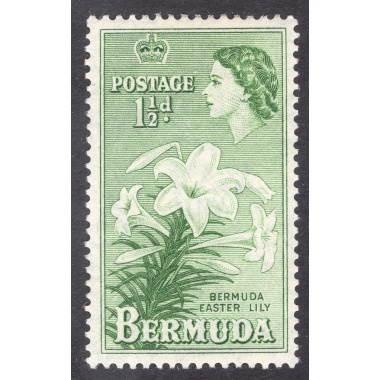 BERMUDA SCOTT 145