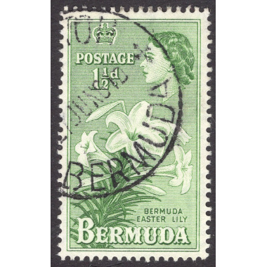 BERMUDA SCOTT 145