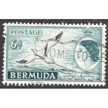 BERMUDA SCOTT 152