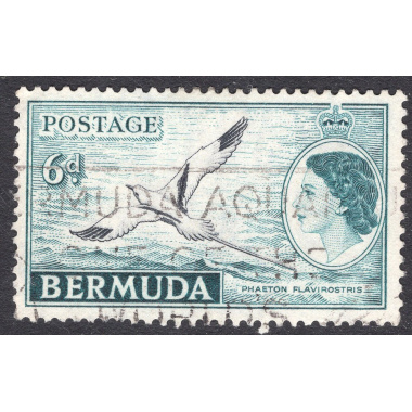 BERMUDA SCOTT 152