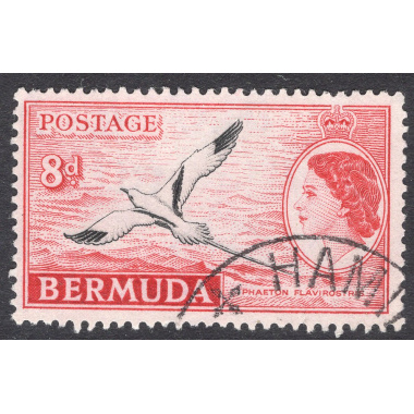 BERMUDA SCOTT 153