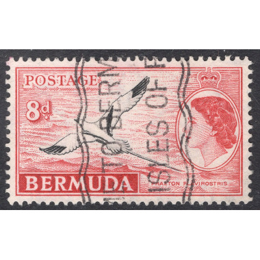 BERMUDA SCOTT 153