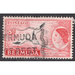 BERMUDA SCOTT 153